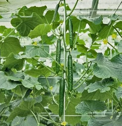 Vista 2 de CHUXAY GARDEN Semillas de pepino de jade de China, 25 semillas de pepino sativus, vegetales verdes deliciosos vegetales orgánicos no transgénicos