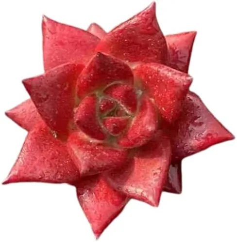 Vista 5 de Echeveria Agavoides Blue Dragon – Planta suculenta viva – 3 pulgadas – Tolerante a la sequía, bajo mantenimiento, perfecta para decoración