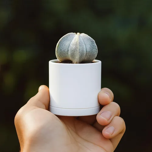 Vista 5 de D'vine Dev Paquete de 24 mini macetas de plástico de 2 pulgadas, pequeñas macetas de jardín para plantas con agujeros de drenaje y platillos