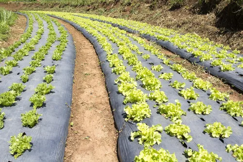 Vista 3 de Rollo de láminas de plástico negro de 6 mil, 20 x 100 pies, barrera de vapor de polietileno resistente para espacio de arrastre, losa de hormigón