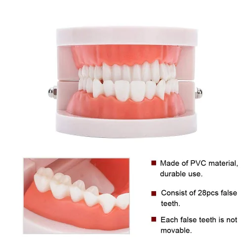 Vista 6 de Dientes falsos, dientes falsos, modelo de dientes, modelo de dentadura postiza práctica de cepillado Modo de dientes Gingiva Demostración anatómica
