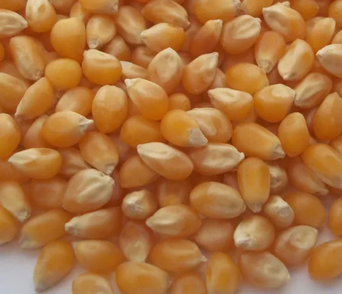 Vista 2 de 50 granos de maíz pop - Zea mays everta (cultivados orgánicamente)