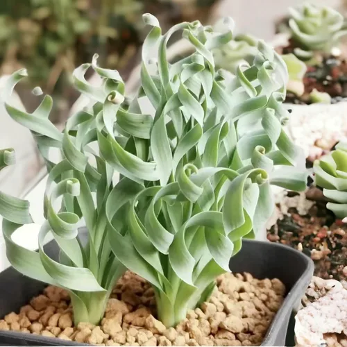 Vista 2 de 200 PIEZAS/BOLSA Suculentas Verdes para Bonsái DIY y Flores en Maceta - Delicia Vibrante del Jardín