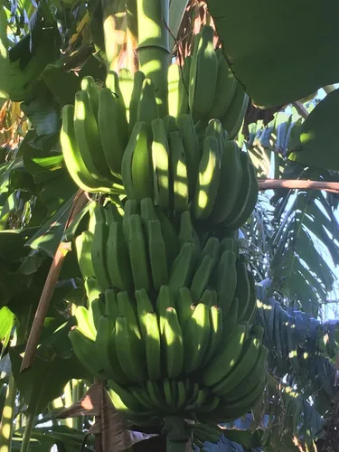 Vista 6 de Planta de plátano, plátano Orinoco, Musa accuminata' (grande 25" - 36")