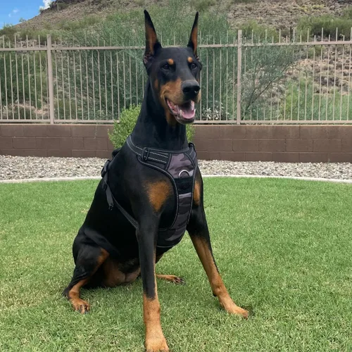 Vista 7 de 4Knines Arnés para perro sin tirones para perros grandes, arnés reflectante ajustable con clips de correa delanteros y traseros, duradero, fácil