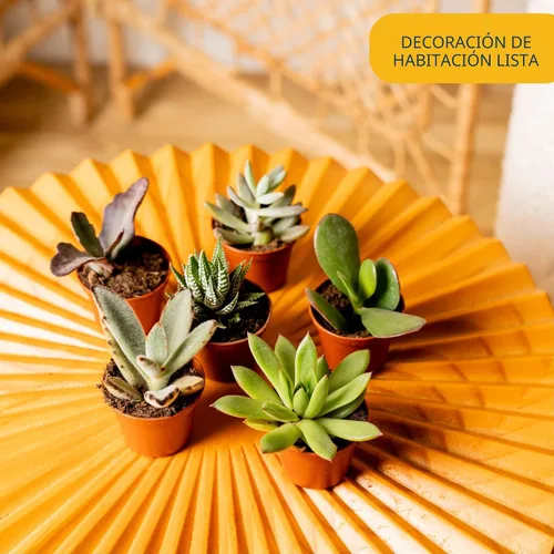 Vista 2 de Costa Farms Mini suculentas, planta de interior viva, fácil cuidado Macetas suculentas