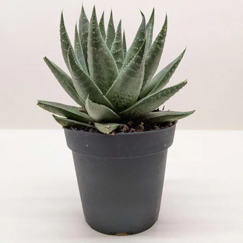 Vista 19 de Succulent Elephant Bush - Planta viva Plantas de interior en maceta de 4 Suculento Elefante Arbusto