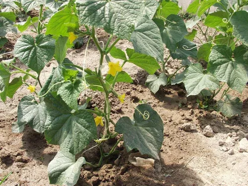 Vista 4 de Semillas Tipo de arbusto de pepino Decapado Herencia vegetal para plantar No-GMO
