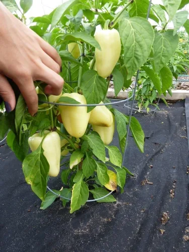 Vista 2 de 10 semillas gigantes SZEGEDI, semillas dulces de pimentón húngaro/pimiento dulces; tipo bloque