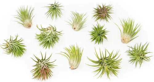 Vista 7 de Paquete de 5 plantas de aire grandes surtidas de Ionantha Rubra – Plantas suculentas vivas para el hogar – Disponible al por mayor y a granel