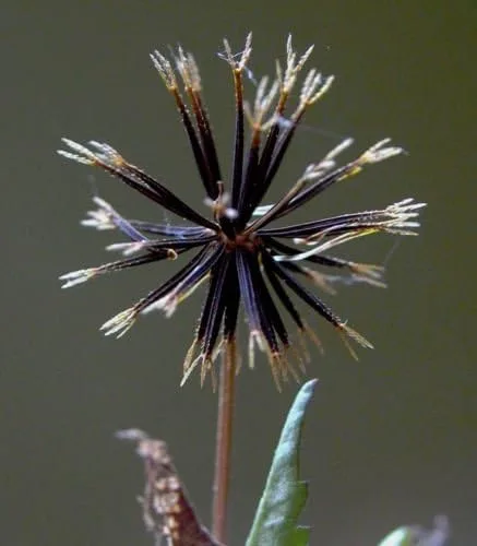 Vista 3 de Bidens alba, Aguja Española, 100 semillas, Comestibles y atrae mariposas y abejas