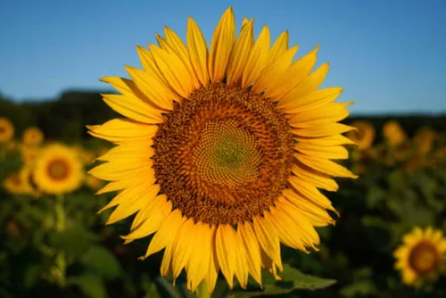 Vista 6 de 500 semillas de girasol mixtas para plantar, semillas de girasol tradicionales sin OMG de alta calidad para plantar en jardines y paisajismo, mejora