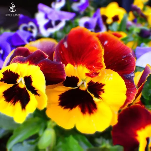 Vista 2 de Pansy, Swiss Giant - Semillas de flores de colores mixtos, paquete de más de 2000 semillas de Seeds2Go