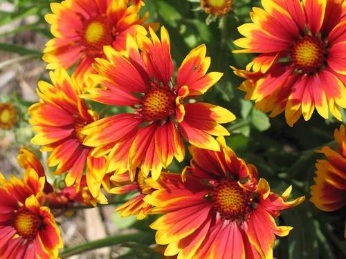 Vista 3 de Gaillardia - Manta de semillas de flores, 50 unidades de la marca COOL BEANS N SPROUTS