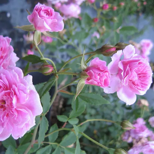 Vista 4 de Caldwell Pink Rose Bush - Raíz antigua reliquia propia - Rosa Hybrid - Planta viva - Flor doble perpetua fragante - Emerald Goddess Gardens
