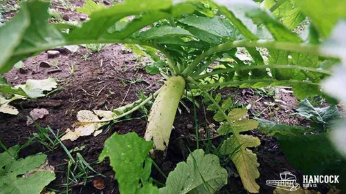 Vista 4 de Hancock Seed Co. Semillas de rábano Daikon, 50 libras.
