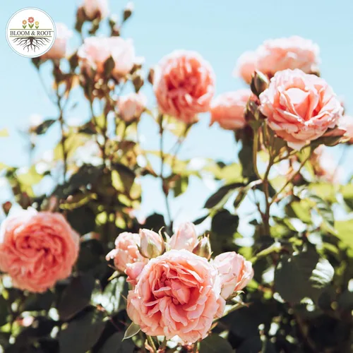 Vista 4 de Bloom & Root Gránulos naturales del fertilizante de la comida de Rose 4-6-3 4 libras