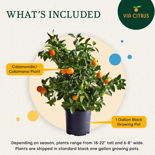 Vista 3 de Calamondin Tree - Plantas vivas para exteriores de 18 a 22 pulgadas de alto, árboles frutales de interior enanos, plantas vivas que no se pueden