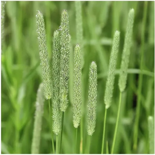 Vista 2 de Climax Timothy Grass Seeds, 1 libra por Seeds2Go