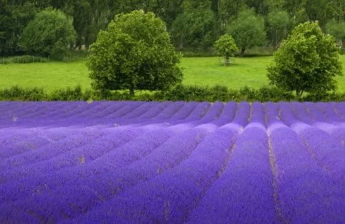 Vista 2 de Lavanda Común Inglés Bonito Jardín Flor 1,000 Semillas