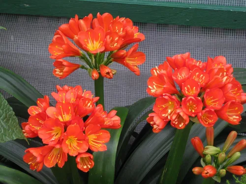 Vista 3 de Peters Professional Bloom Booster 10-30-20 con micronutrientes. Ideal para todas las plantas con flores, 1 libra