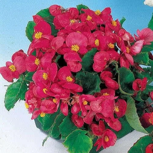 Vista 3 de Park Seed Semillas de begonia rosa Dragon Wing, incluye 10 semillas por paquete Ala de dragón rosa
