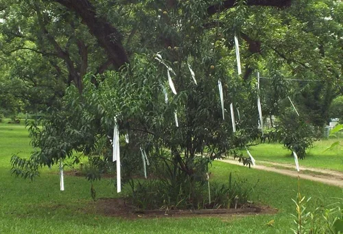 Vista 5 de Cinta de miedo de pájaro cinta flash doble echado a un lado cinta reflectante 298 pies