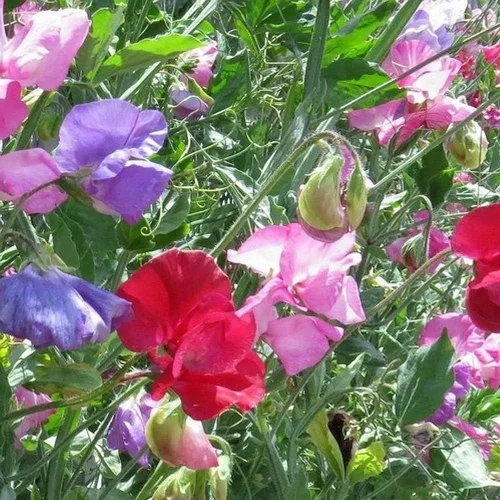 Vista 4 de Guisantes Dulces Fragantes 100 Semillas Familia Real (Lathyrus odoratus)