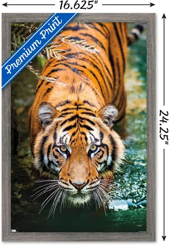 Vista 3 de Trends International Tiger - Póster de pared de agua, 14.725 x 22.375 pulgadas, versión enmarcada de madera de granero