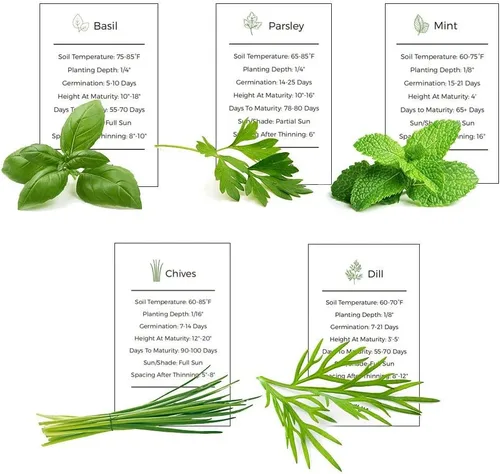 Vista 6 de Colección de semillas para jardín de hierbas, paquete de 5 semillas de hierbas culinarias, semillas autóctonas no transgénicas (non-GMO) para sembrar
