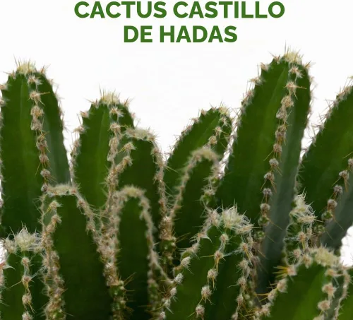 Vista 2 de Cactus de castillo de hadas, Acanthocereus Tetragonus, Cereo floreciente nocturno, cactus triangular, maceta de 4 pulgadas