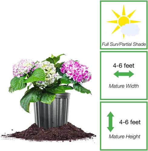 Vista 2 de Perfect Plants Nikko - Arbusto de hortensia azul en maceta de 3 galones Flores azules o rosas que reflorecen Planta a la sombra o al sol