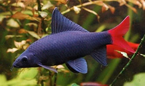 Vista 2 de Pez de tiburón cola roja de 2 pulgadas - Peces tropicales vivos de agua dulce