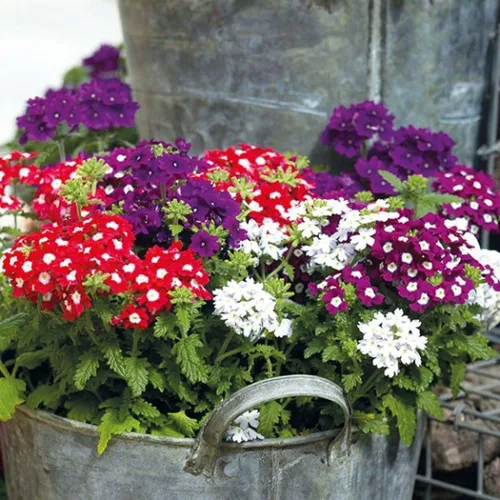 Vista 3 de Semillas Flores Verbena Hybrid Mix - 125 Semillas