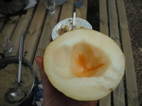 Vista 4 de Israelí (Antiguo Original) Melón - Carne Cremosa y es Carne Aromática Muy Dulce (10 - Semillas)