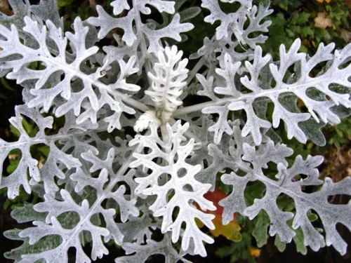 Vista 5 de Semillas Dusty Miller Silver Groundsel Silver Dust Cineraria Flores perennes Planta inusual
