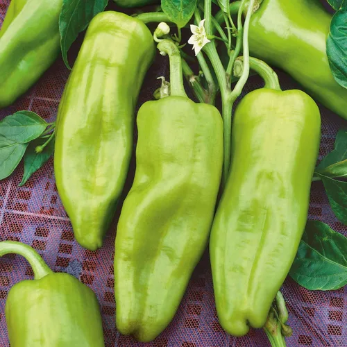 Vista 6 de Eden Brothers Semillas de Pimiento Dulce - Pimentón Alma