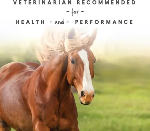 Vista 6 de Sho-Glo Horse Suplemento vitamínico y mineral – Manna Pro – Suplemento equino diario completo para piel sana, pelaje y pezones – Fortificado