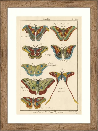 Vista 17 de Amanti Art Lienzo decorativo para pared enmarcado de 24 x 18 pulgadas, diseño de mariposas de naturaleza III de historia, arte de pared de animales
