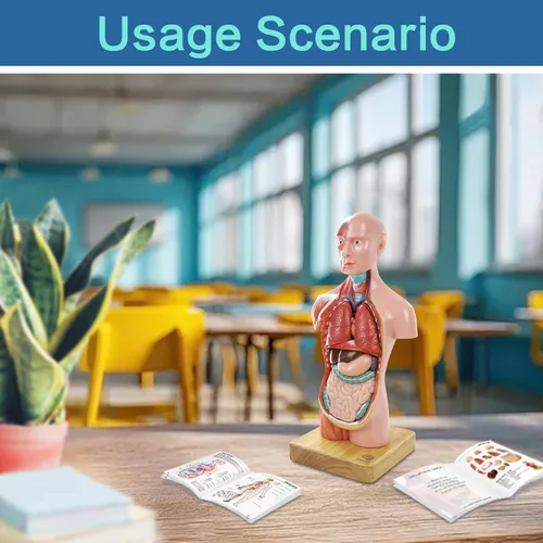 Vista 7 de EVOTECH SCIENTIFIC Modelos de cuerpo humano, esqueleto y corazón, el mejor modelo de anatomía, juego de 3 herramientas prácticas de estudio