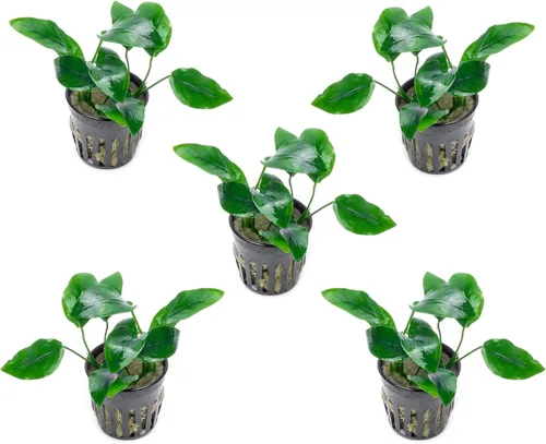 Vista 22 de SubstrateSource Plantas vivas – Anubias Hastifolia (Anubias hastifolia) – Luz baja a moderada, hojas en forma de flecha de color verde medio a