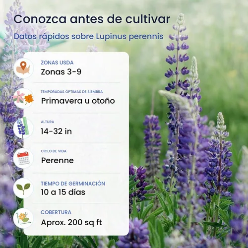 Vista 5 de Created by Nature Blue Lupine Seeds, 750 semillas de flores silvestres perennes