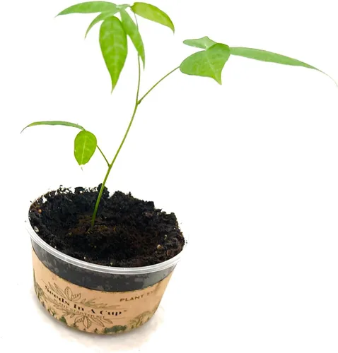 Vista 5 de Semillas en una taza - Kit de cultivo de plantas (brócoli)
