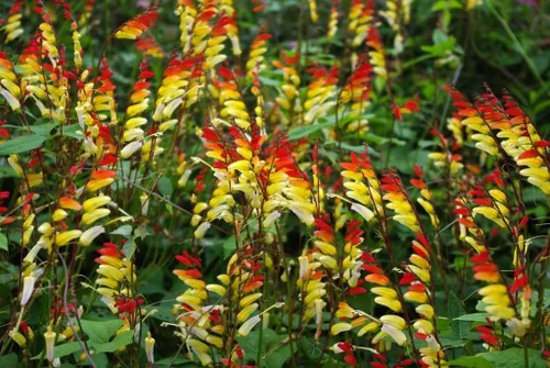 Vista 5 de Semillas Petardo Vid Mina Lobata Quamoclit Flores Anuales