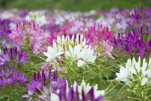 Vista 2 de Semillas Flores Cleome Mix Anual - 100 Semillas