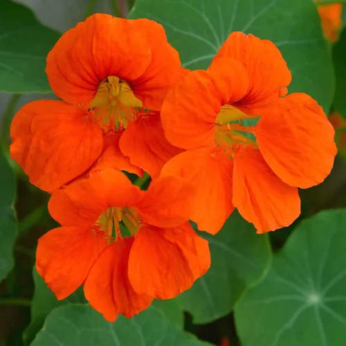 Vista 8 de Eden Brothers Semillas de Nasturtium - Semillas de Alaska Gold sin transgénicos para plantar, 1 onza Semillas de flores de bajo mantenimiento