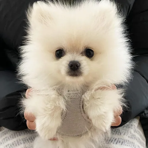 Vista 6 de Arnés sin tirones para perro, con correa multifunción, pechera suave y ajustable para mascota, no ahorca, chaleco a prueba de escape, mezclilla
