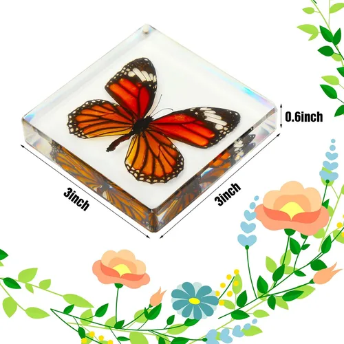 Vista 4 de 3 piezas de espécimen de mariposa real preservada, colección de resina de mariposa taxidermia, pisapapapeles de ciencia animal, muestras