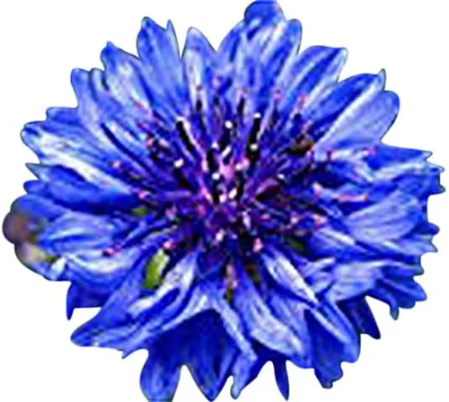 Vista 2 de 13,00 polinizadores que atraen semillas de flores silvestres, 1 onza, atrae abejas, mariposas y otros insectos beneficiosos, mezcla de rodillas