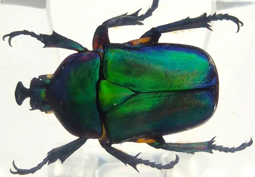 Vista 48 de 44mm Hormiga gigante tropical real en resina de lucita transparente cristalina, espécimen preservado Pseudoneoponera Rufipes, taxidermia